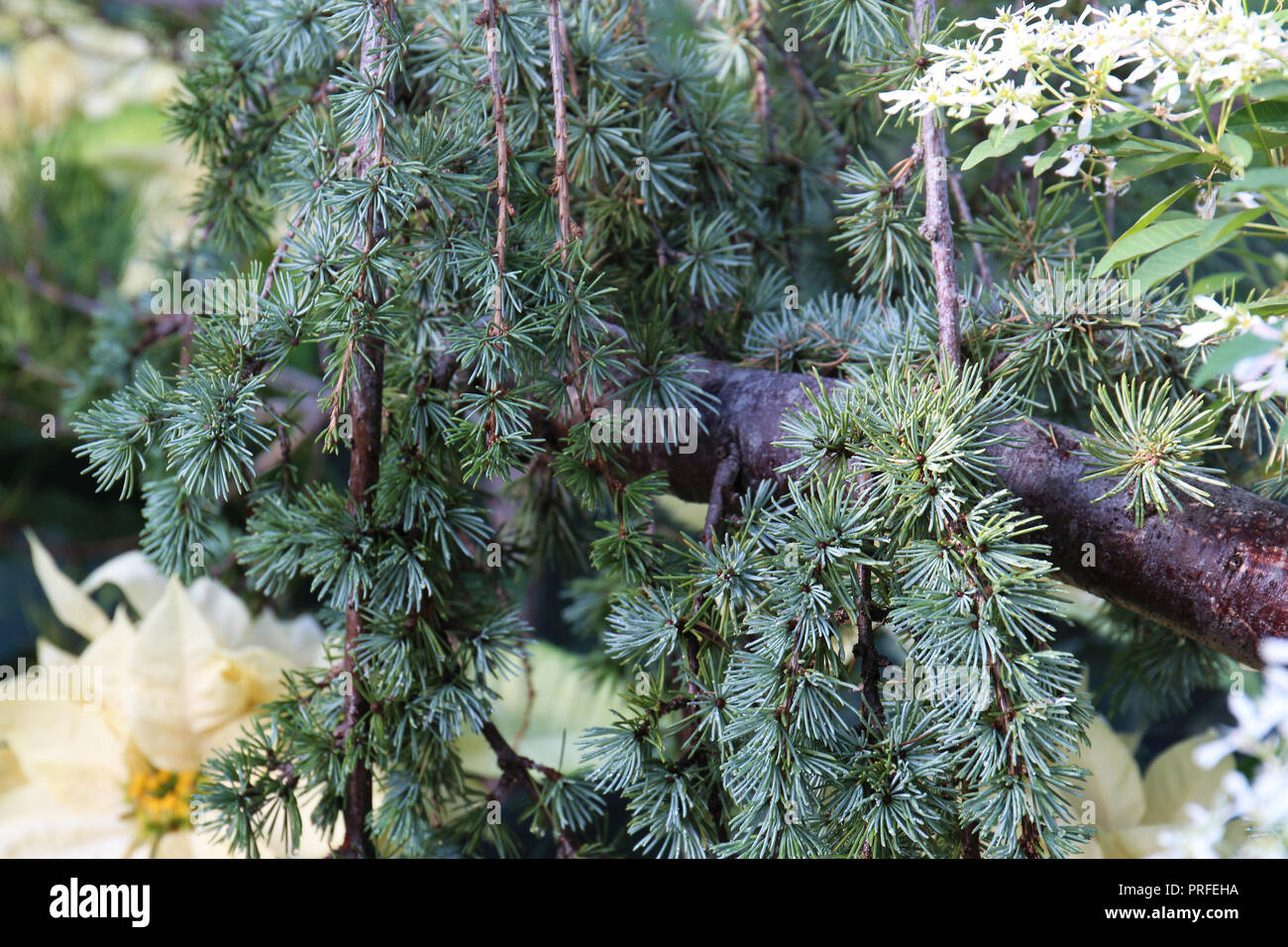Close up of a Weeping Blue Atlas Cedar's tree branches and needles Stock Photo