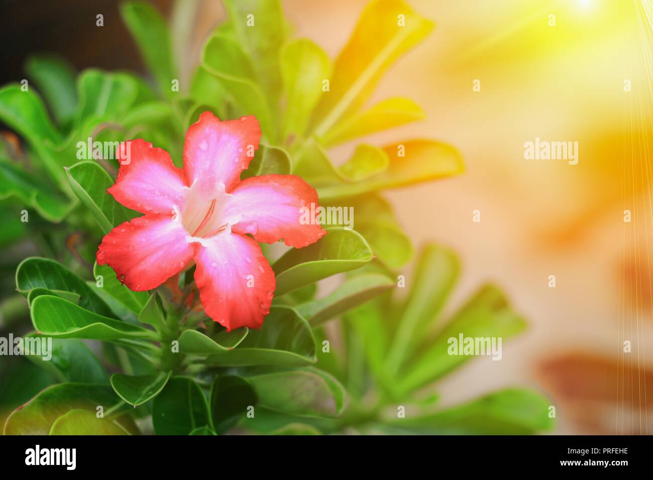desert rose or adenium red flower and drip water, on tree beautiful in the  garden with sunset light tone. (Impala Lily Stock Photo - Alamy