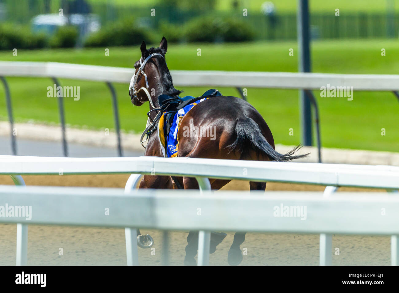 Riderless hires stock photography and images Alamy