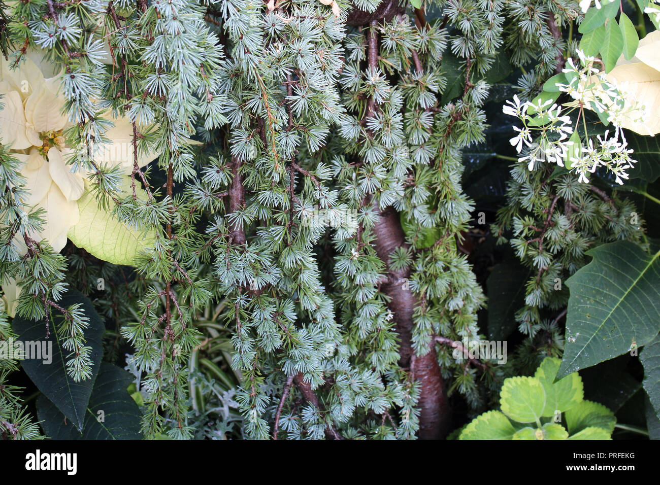 Close up of a Weeping Blue Atlas Cedar's tree branches and needles growing amidst white poinsettias and other greenery Stock Photo