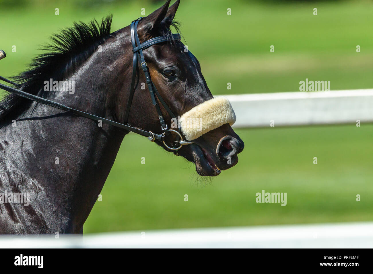 Race horse head hi-res stock photography and images - Alamy