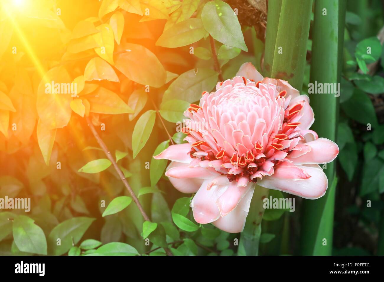 pink torch ginger local flower  with sunset light tone, etlingera elatior, family zingiberaceae, bohol philippines Stock Photo