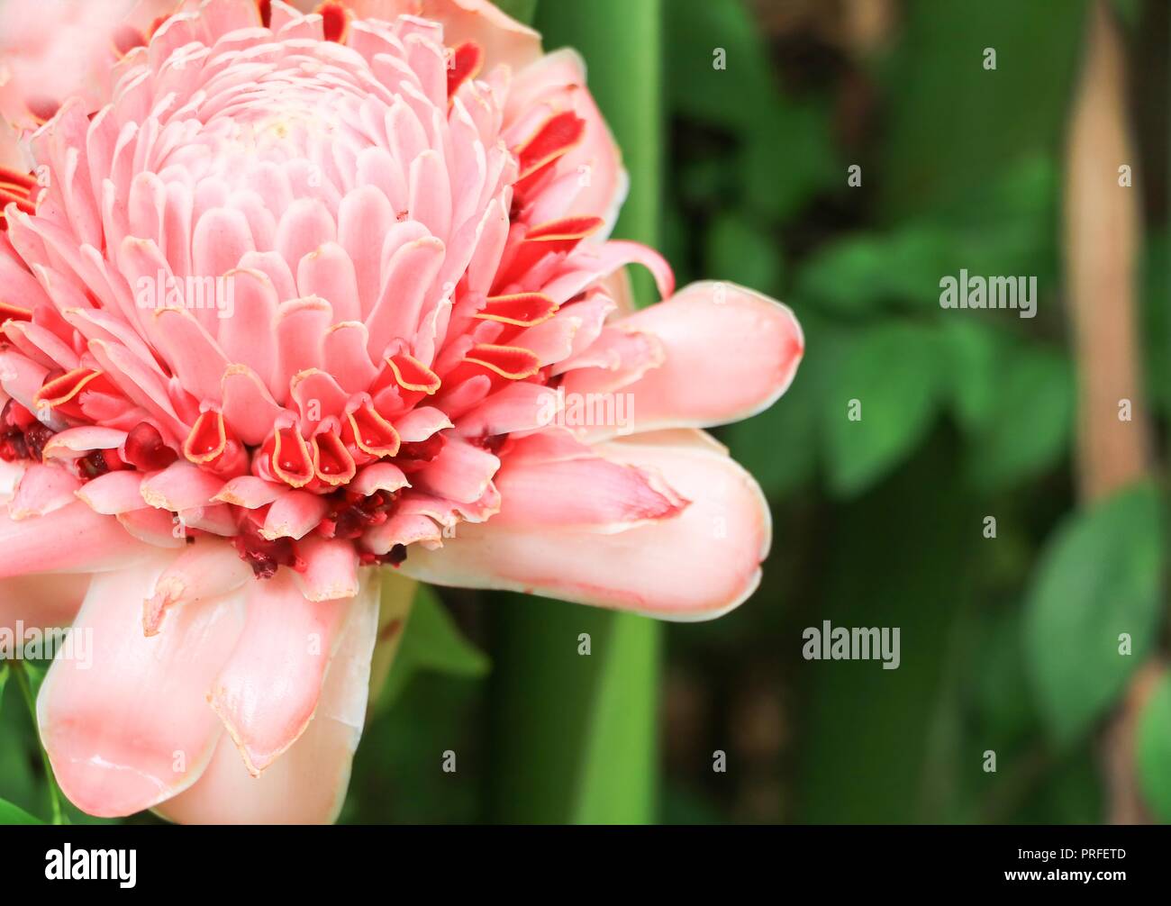 pink torch ginger local flower, etlingera elatior, family zingiberaceae, bohol philippines Stock Photo