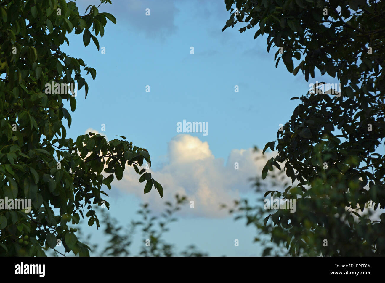 Himmel    Baum     Hintergrund Stock Photo
