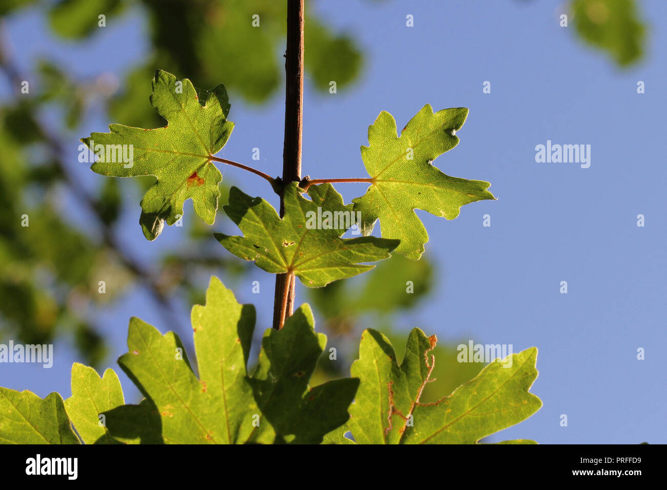 maple or sycamore leaves with the sun behind in early autumn or fall in Italy Latin acer opalus or acer pseudoplatanus from and Italin maple Stock Photo