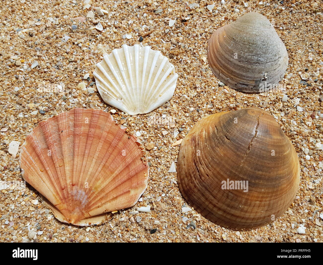 Seashells on the Beach Stock Photo - Alamy