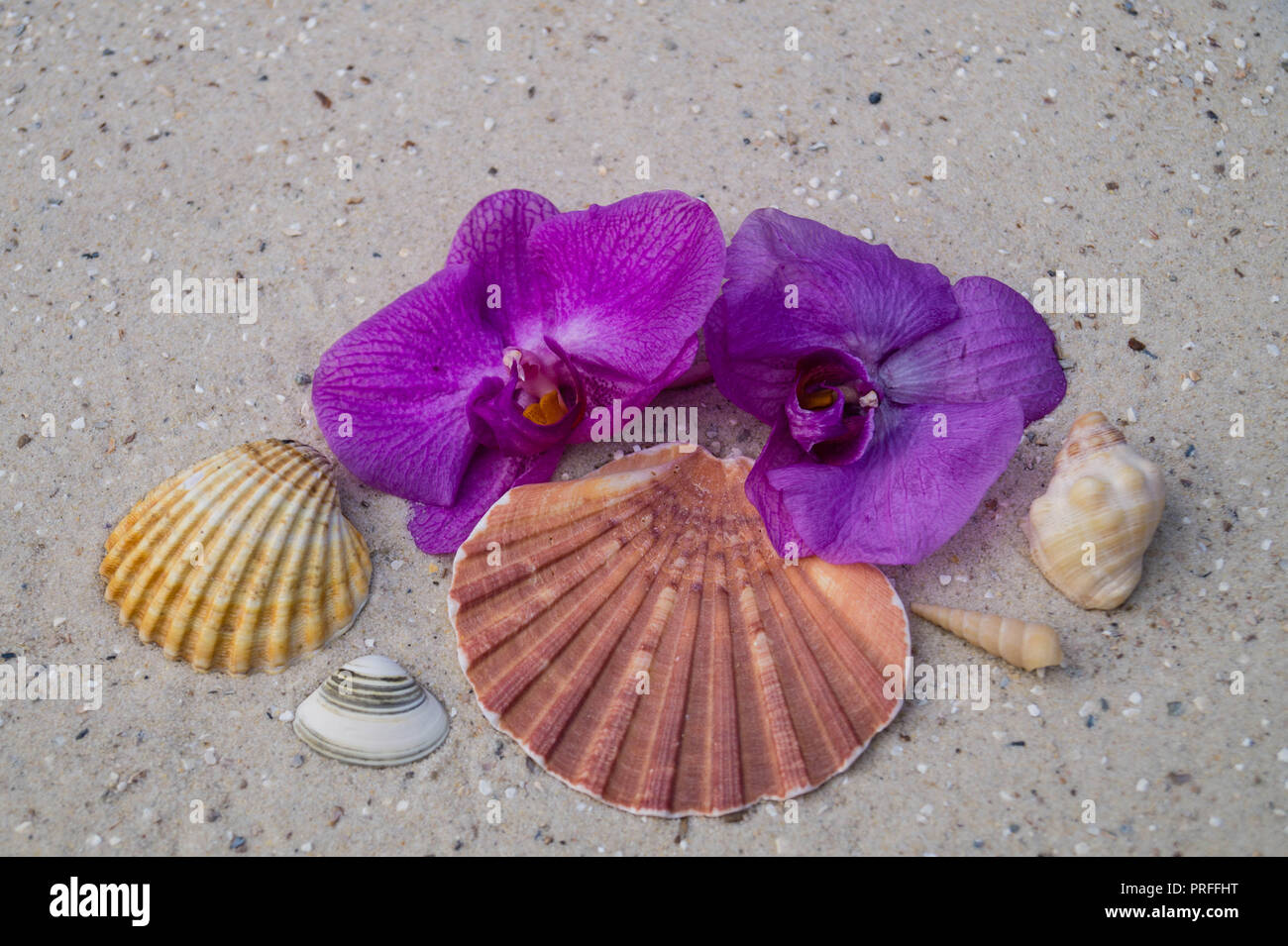 Seashells on the Beach Stock Photo - Alamy