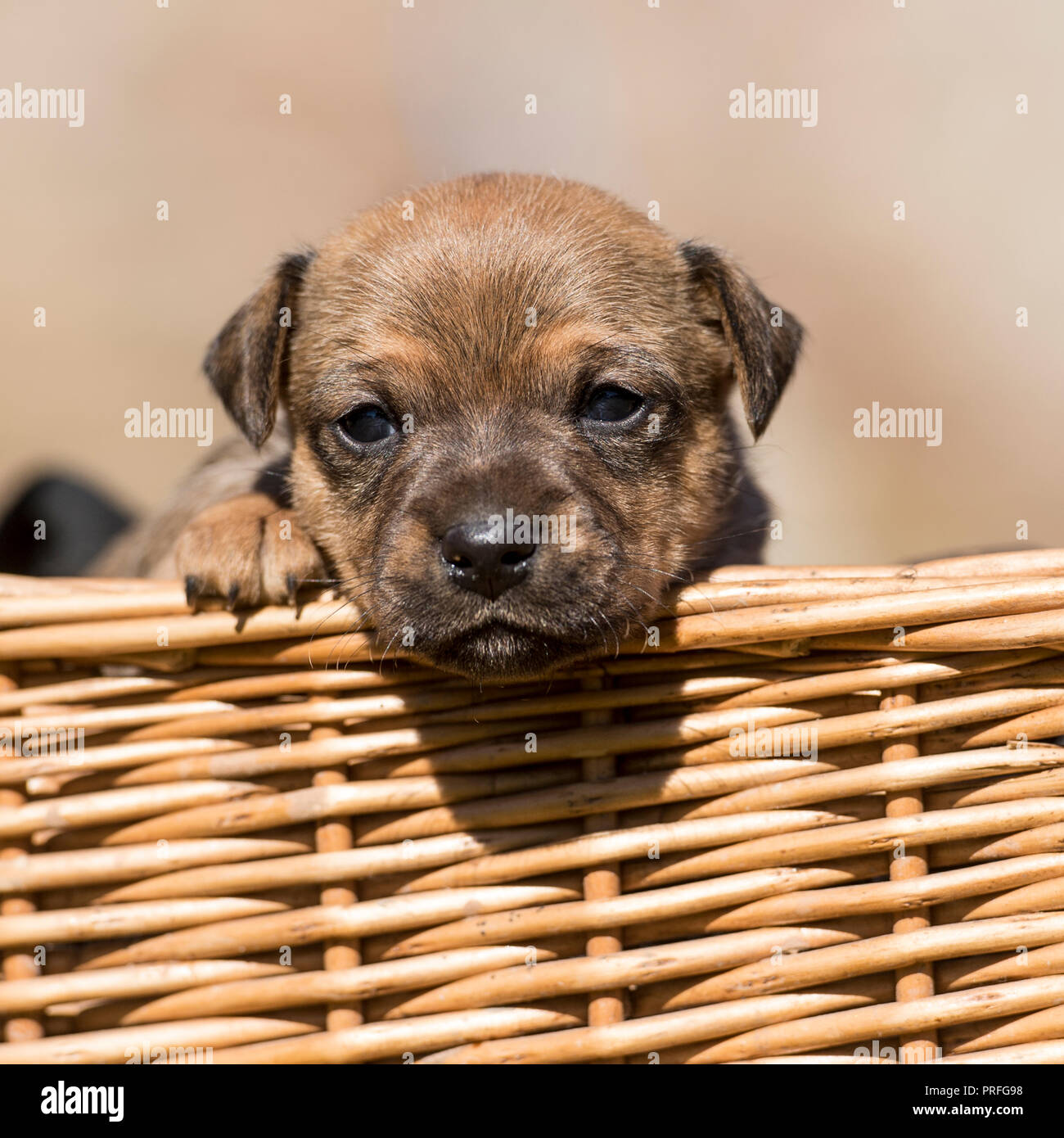 patterdale puppy Stock Photo