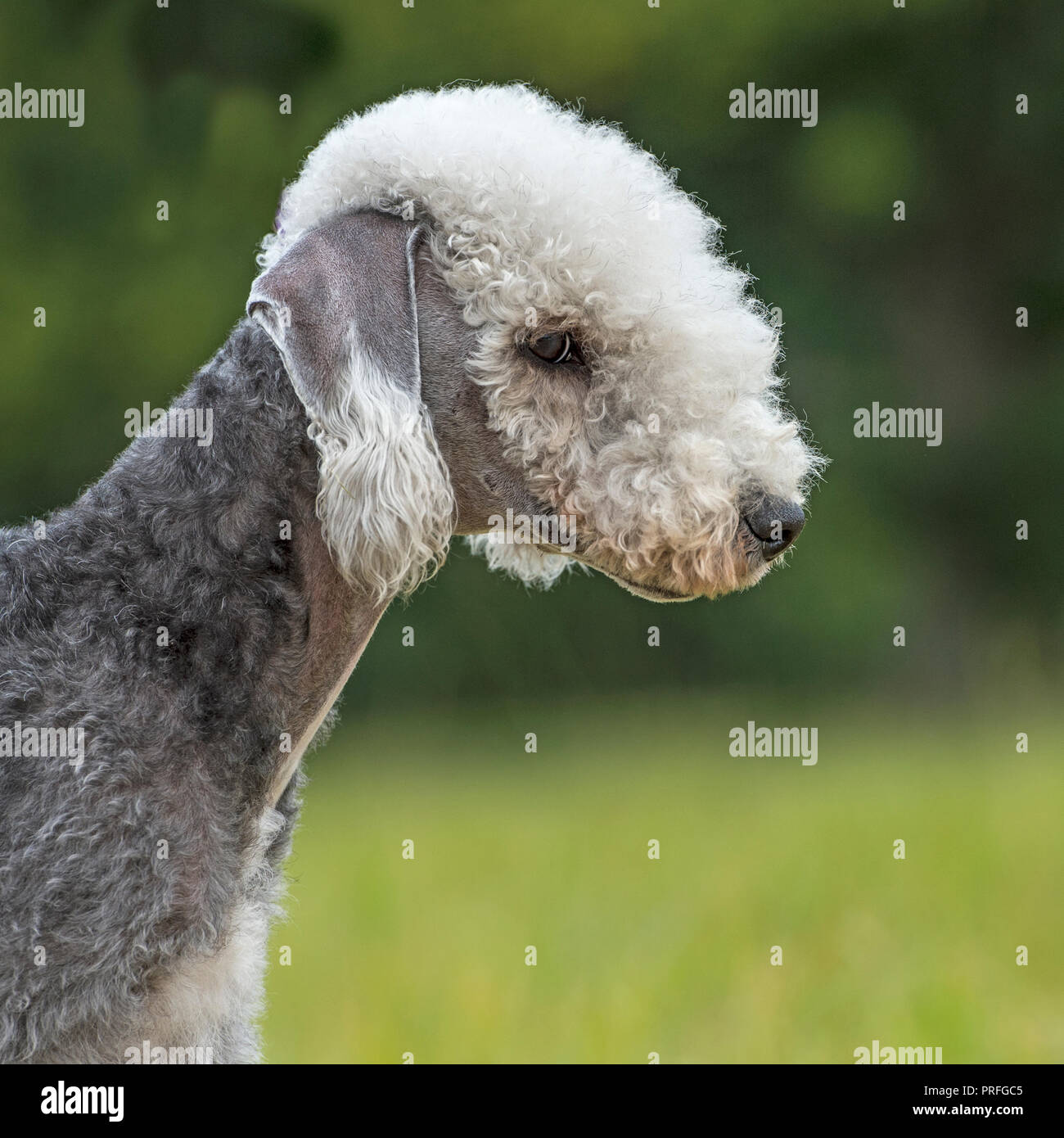 Dog Haircut Stock Photos Dog Haircut Stock Images Alamy