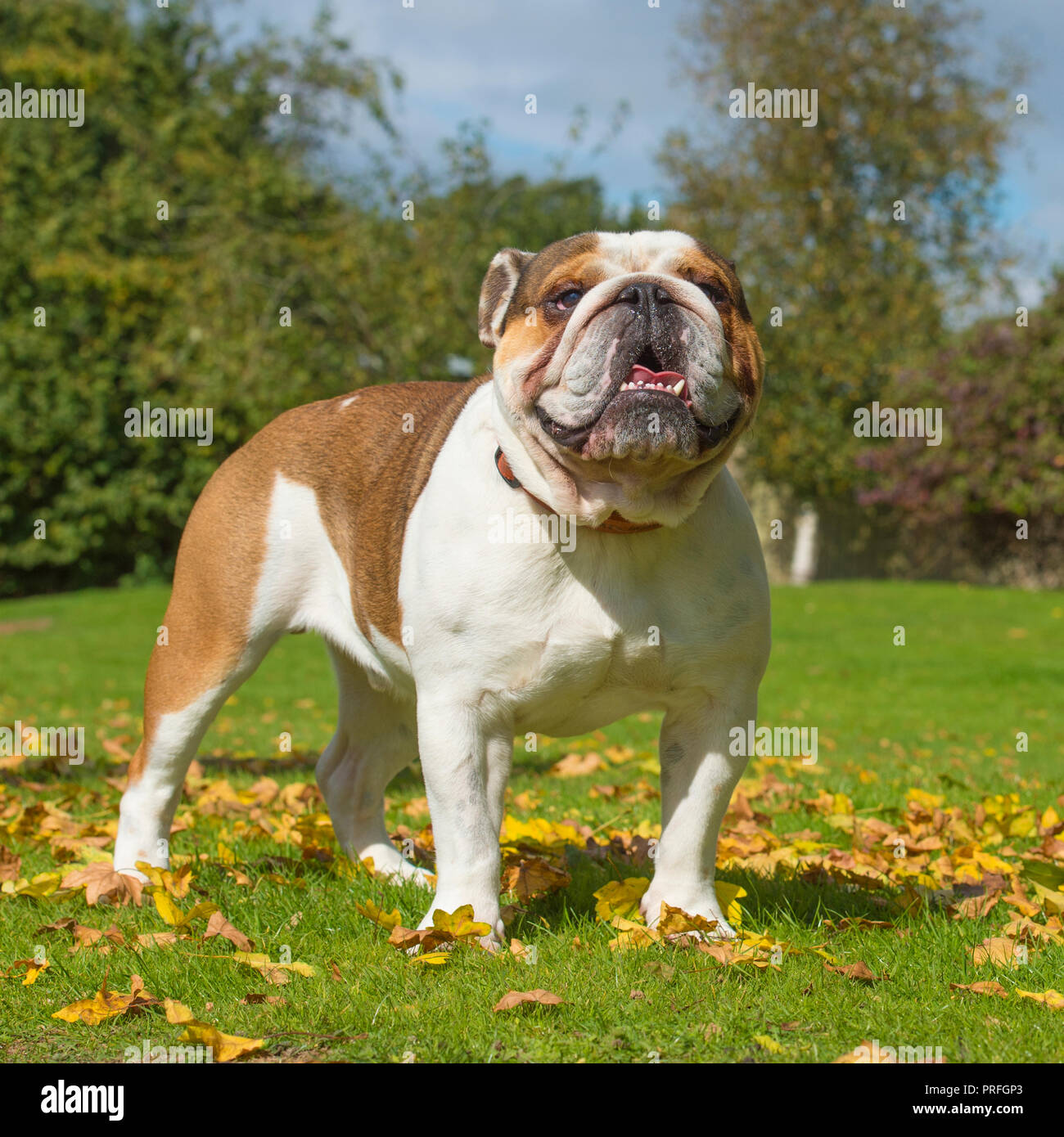 Can you help Winston, the English Bulldog? - Cotswolds Dogs and