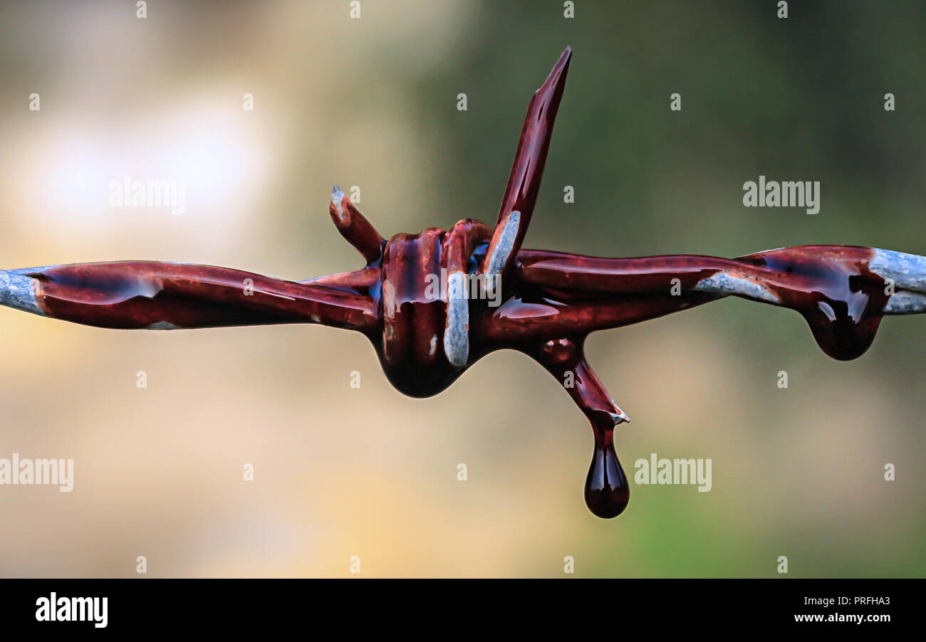 A photo of Artificial Blood on barbed wire, as a symbol of freedom Stock Photo