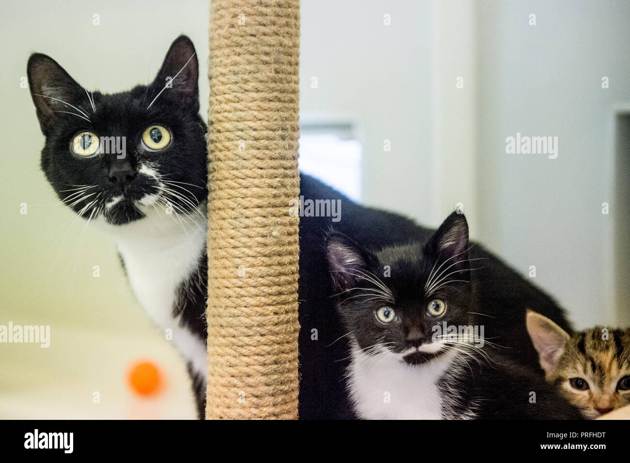 abandoned cat and her kittens Stock Photo