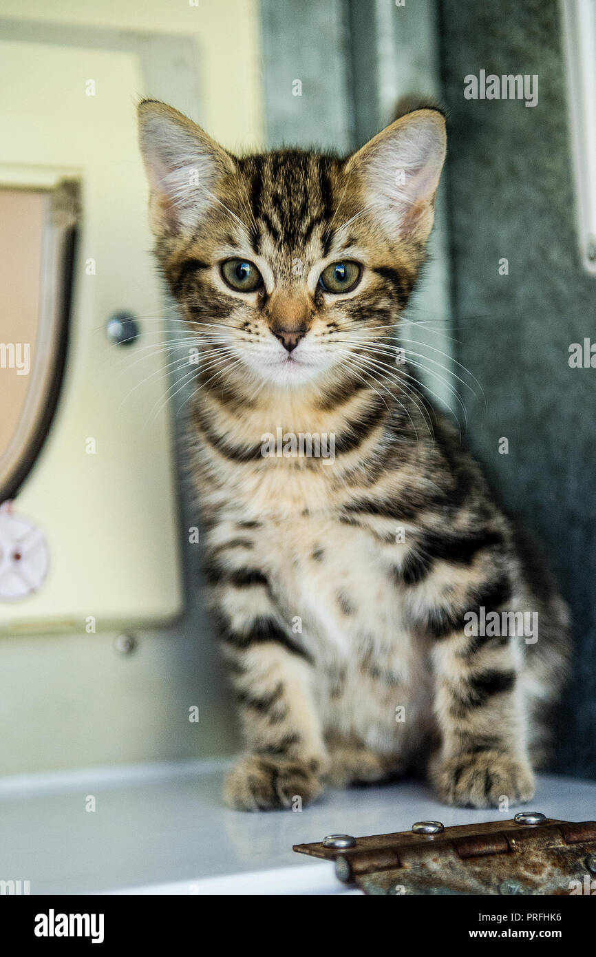 tabby kitten Stock Photo