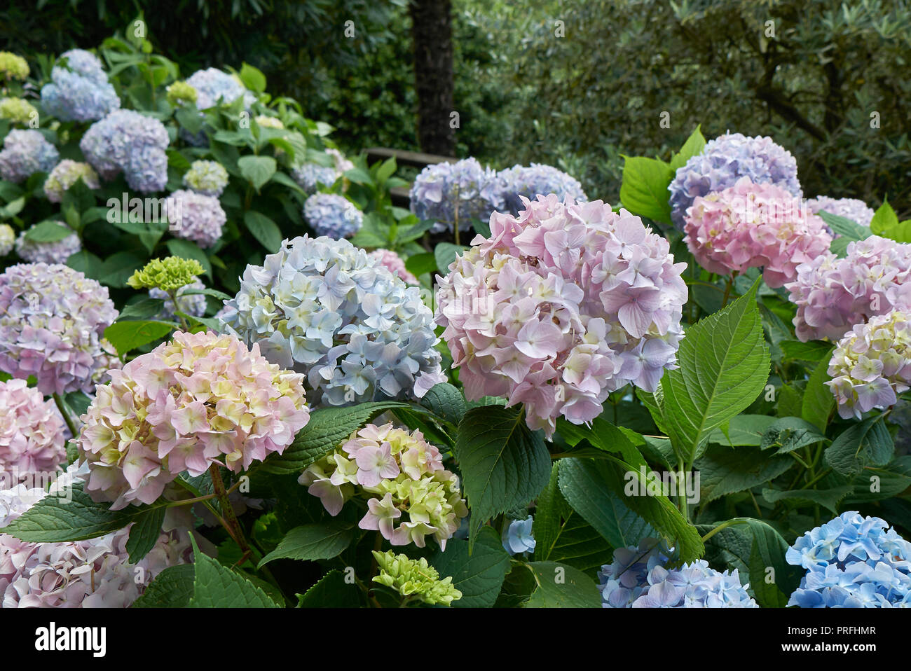 Multicolored flowers hi-res stock photography and images - Alamy