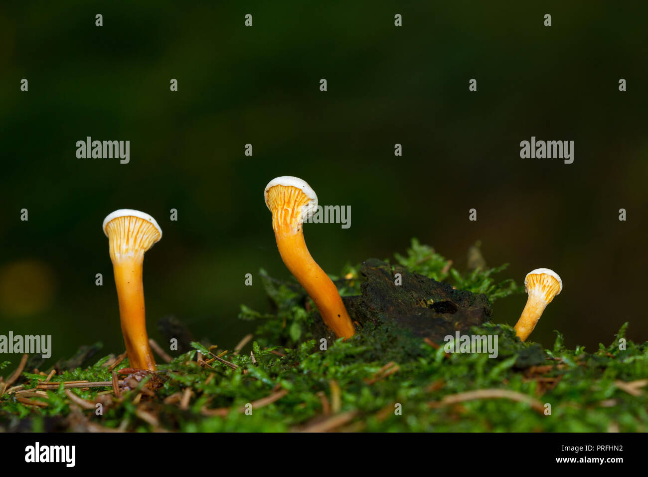 Three young False Chantarelles, Hygrophoropsis aurantiaca, growing in moss Stock Photo