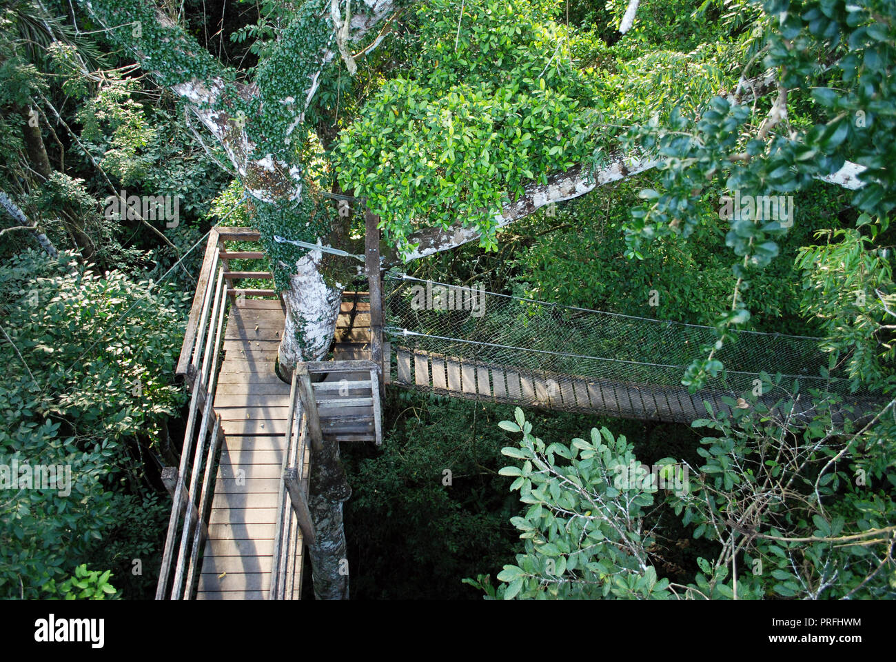 Suspension bridge, rainforest canopy walk, Inkaterra Reserva Amazonica ...