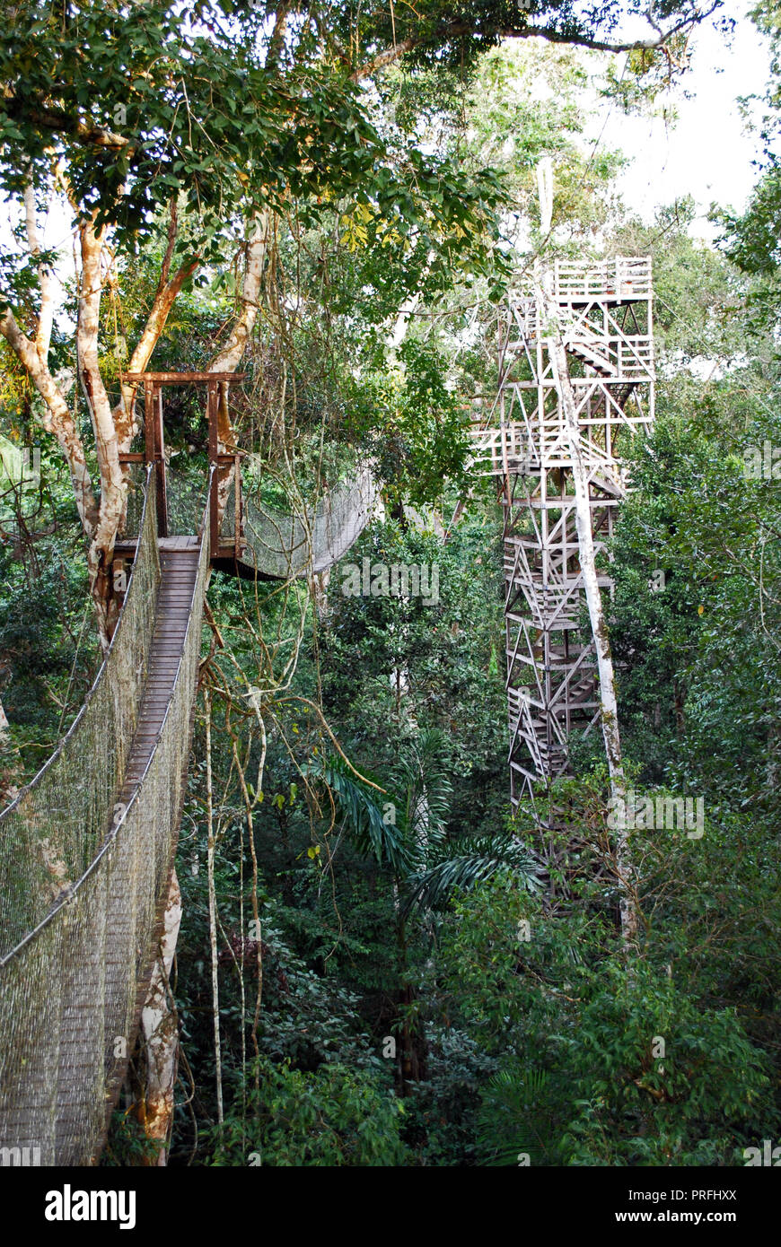 Suspension bridge, rainforest canopy walk, Inkaterra Reserva Amazonica ...