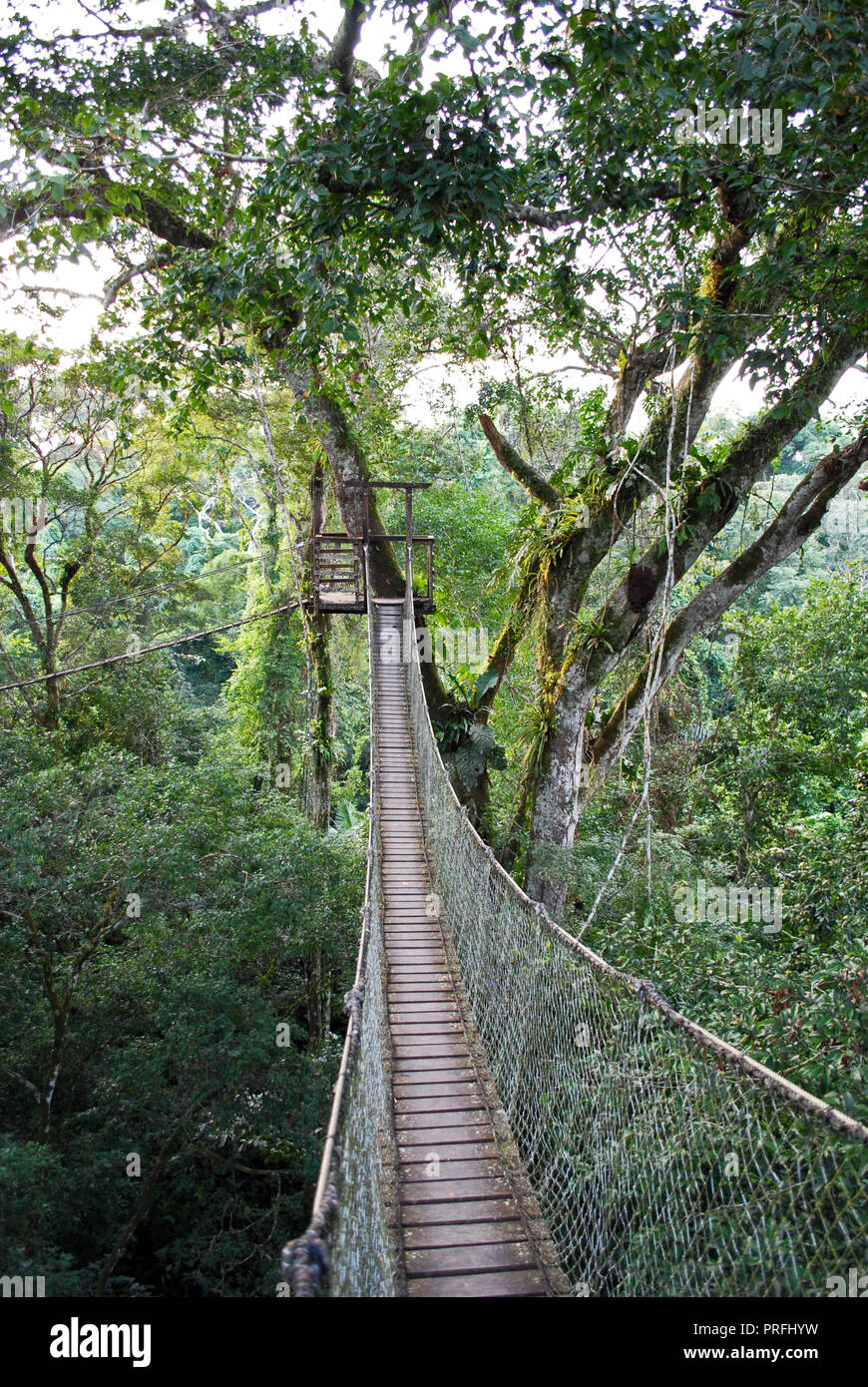 Suspension bridge, rainforest canopy walk, Inkaterra Reserva Amazonica ...