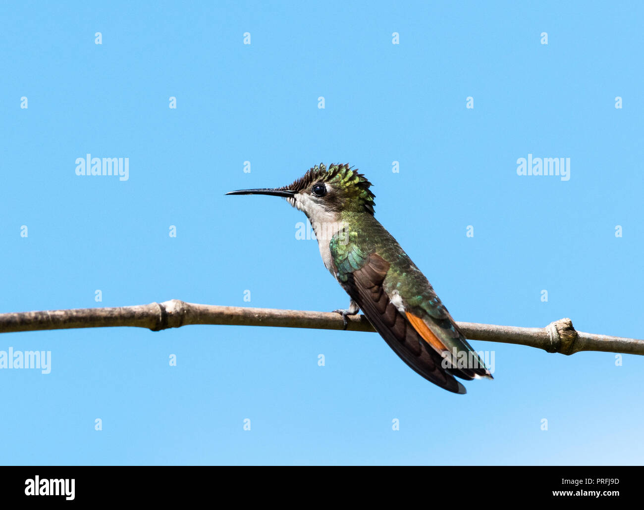 Female Ruby Topaz, Chrysolampis mosquitus, perched against the blue sky. Stock Photo
