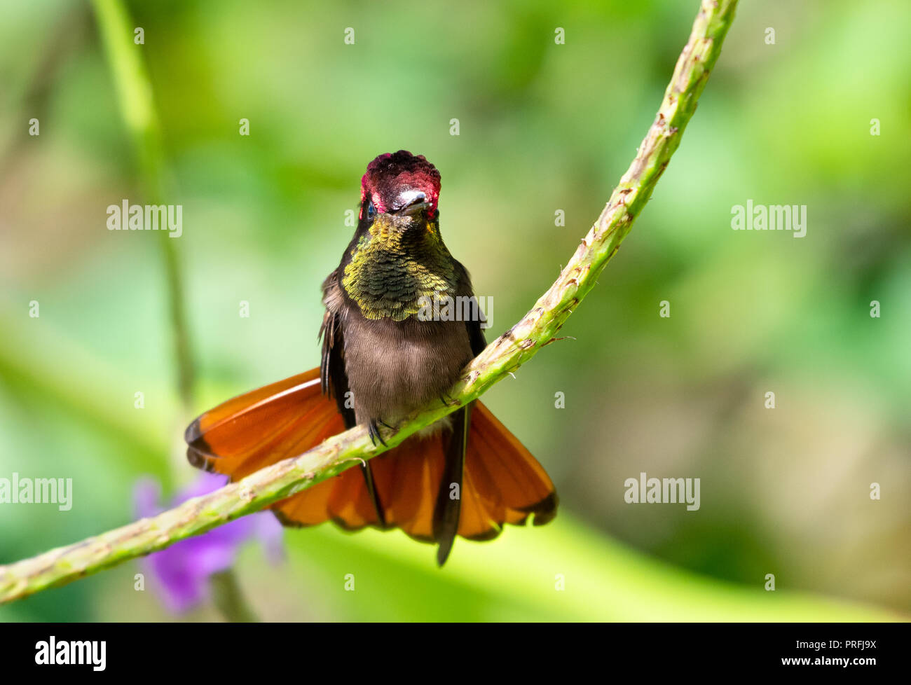 Male Ruby Topaz hummingbird, Chrysolampis mosquitus, glittering gold gorget in a tropical garden. Stock Photo