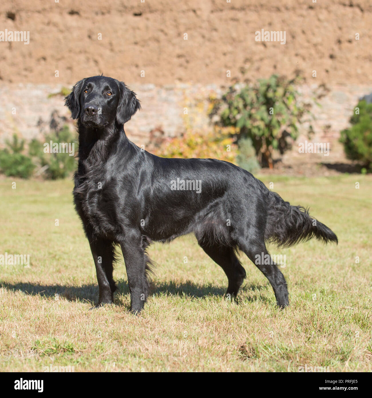 flat coated retriever