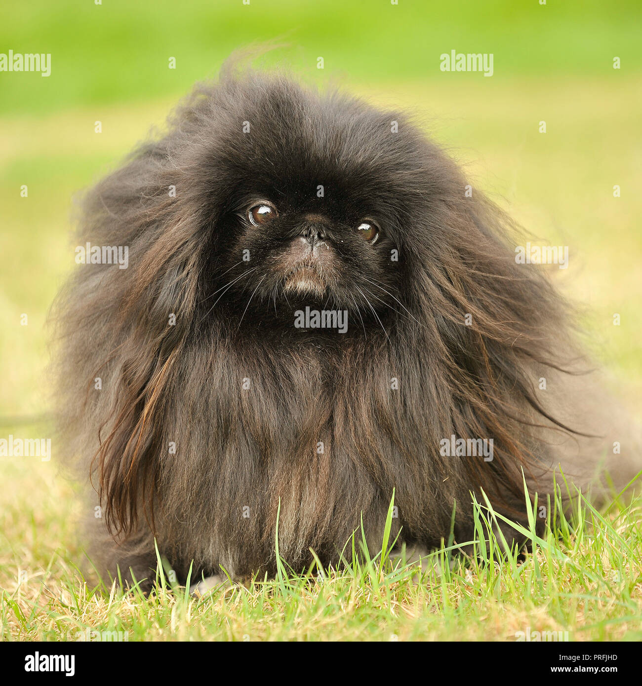 Pekingese Dog Cute Stock Photos Pekingese Dog Cute Stock Images