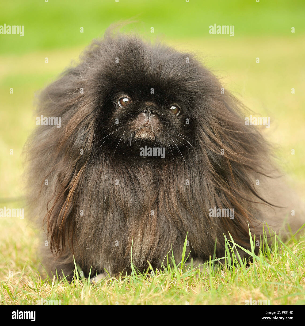 pekingese Stock Photo