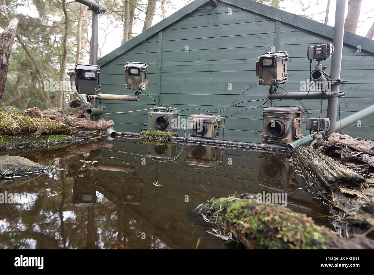 Wildlife DSLR camera trap equipment including three cameras, three speedlight flashes a remote sensor on a reflection pond, East Yorkshire, UK. Stock Photo