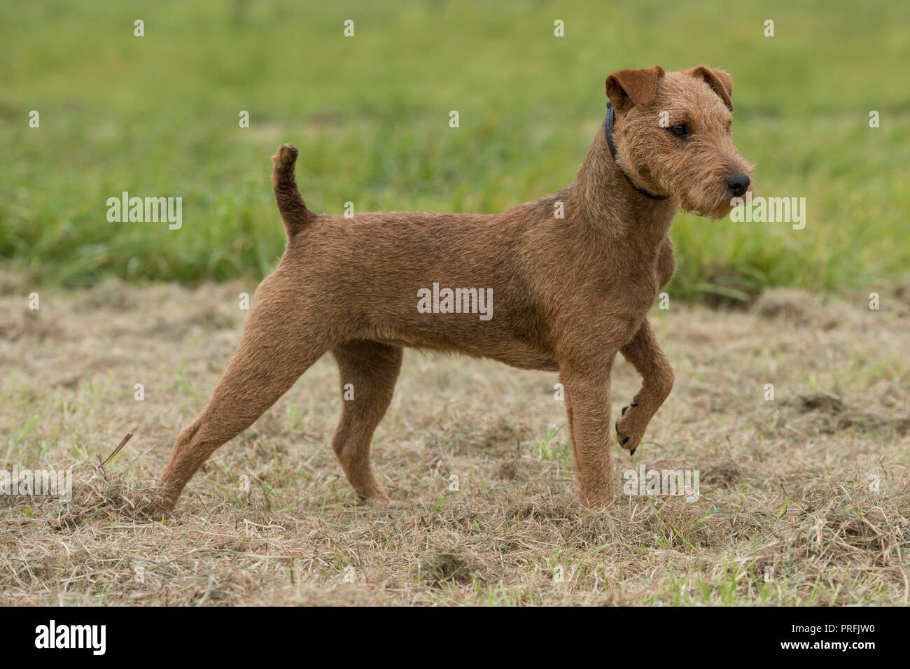 Lakeland Terrier Stock Photo Alamy