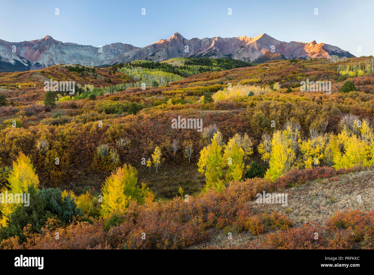 Early morning sun hits the tops of the peaks of the Dallas Divide above the Tcoloful tableau of glorious Autumn colors on a crisp dawn morning in Colo Stock Photo