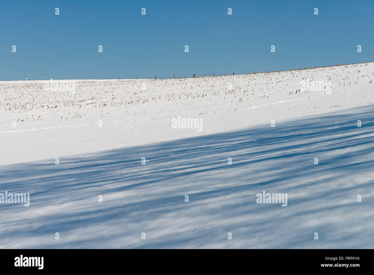 Shadow of a single tree on a snowy field in sunlight Stock Photo - Alamy