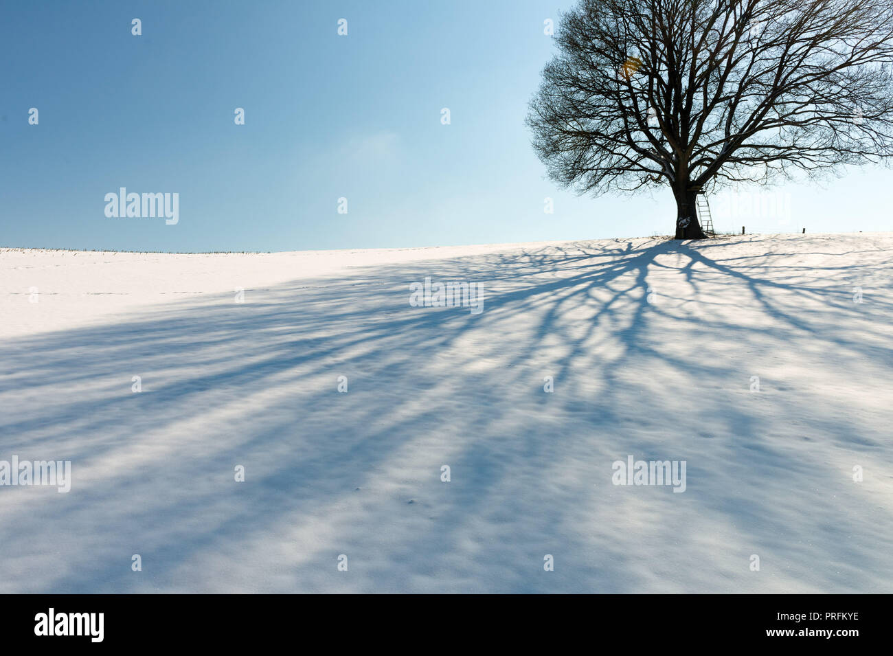 Shadow of a single tree on a snowy field in sunlight Stock Photo - Alamy