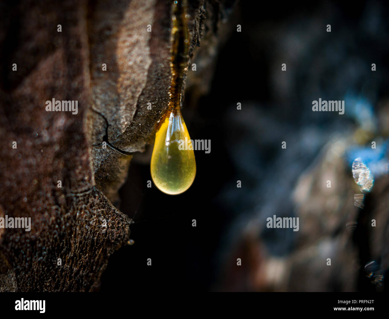 Organic life concept: leaking bright yellow drops of pine tar, resin, with a spider web on a dark tree bark background, sunny summer day Stock Photo
