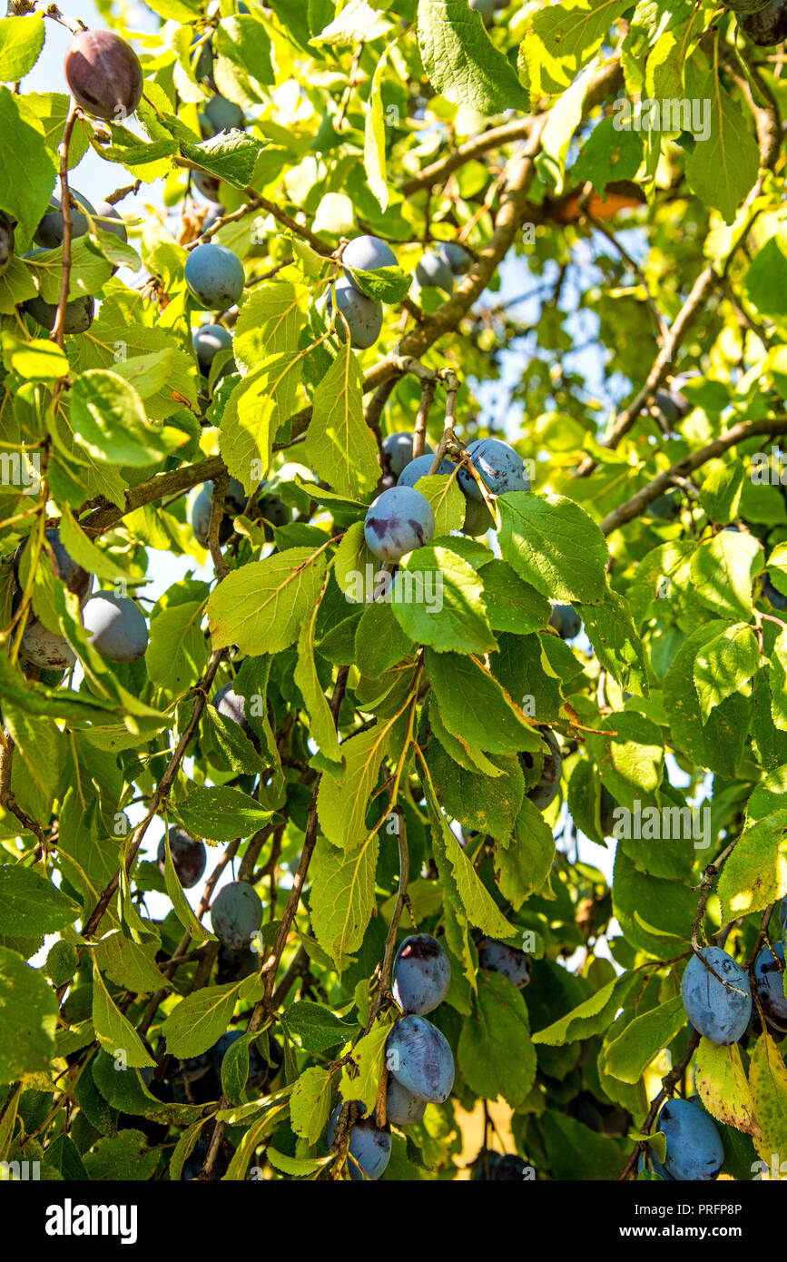 Damson tree fruits hi-res stock photography and images - Alamy