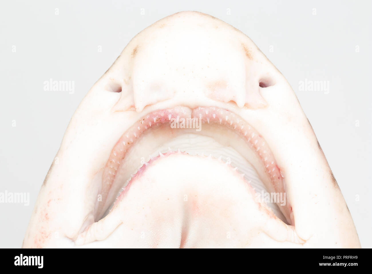 Detail of the jaws and nasal grooves of a bull huss caught boat fishing on rod and line off the Dorset coast in the English Channel. Bull huss are als Stock Photo
