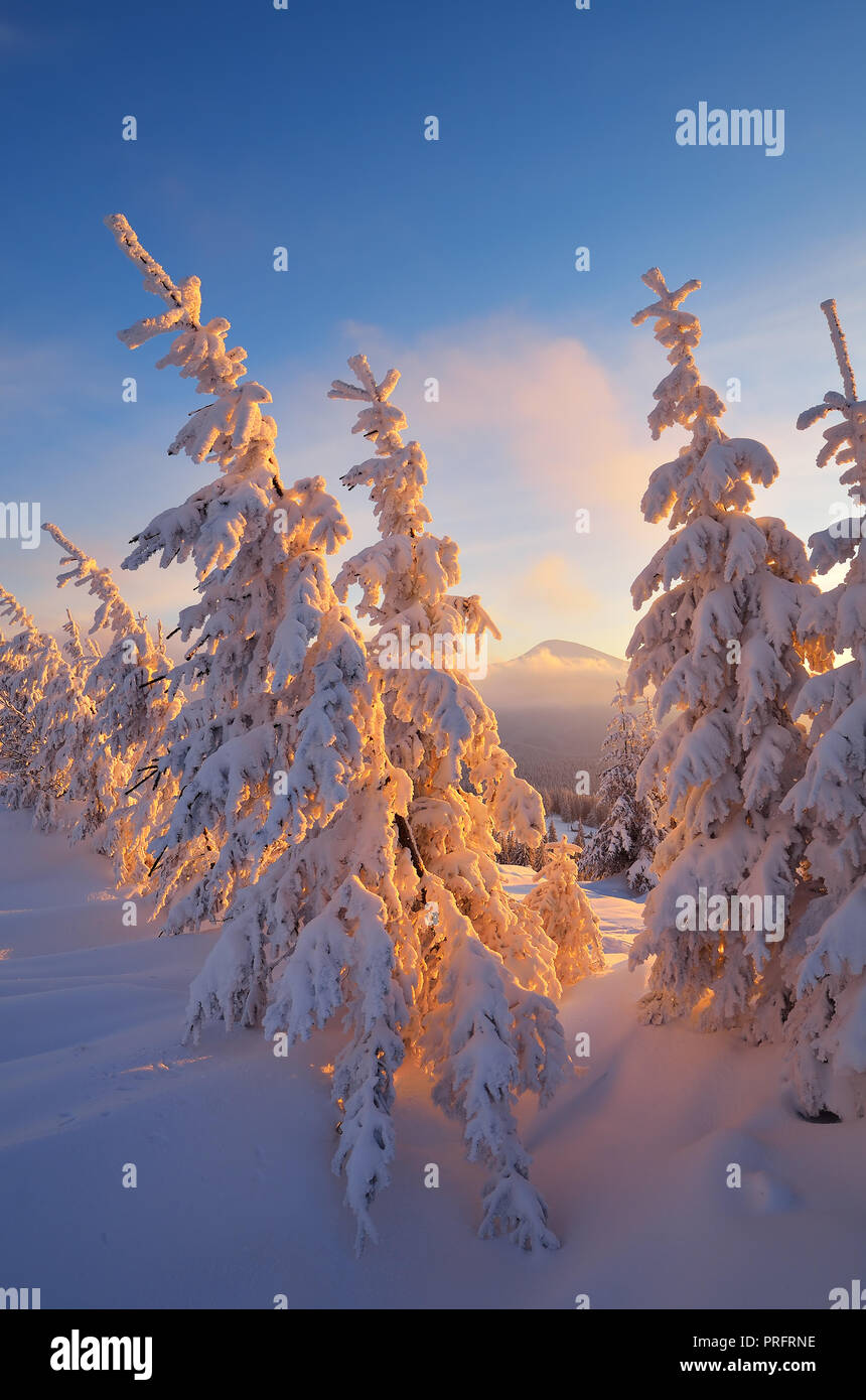 Coniferous forest in winter. Beautiful morning light. Christmas view Stock Photo