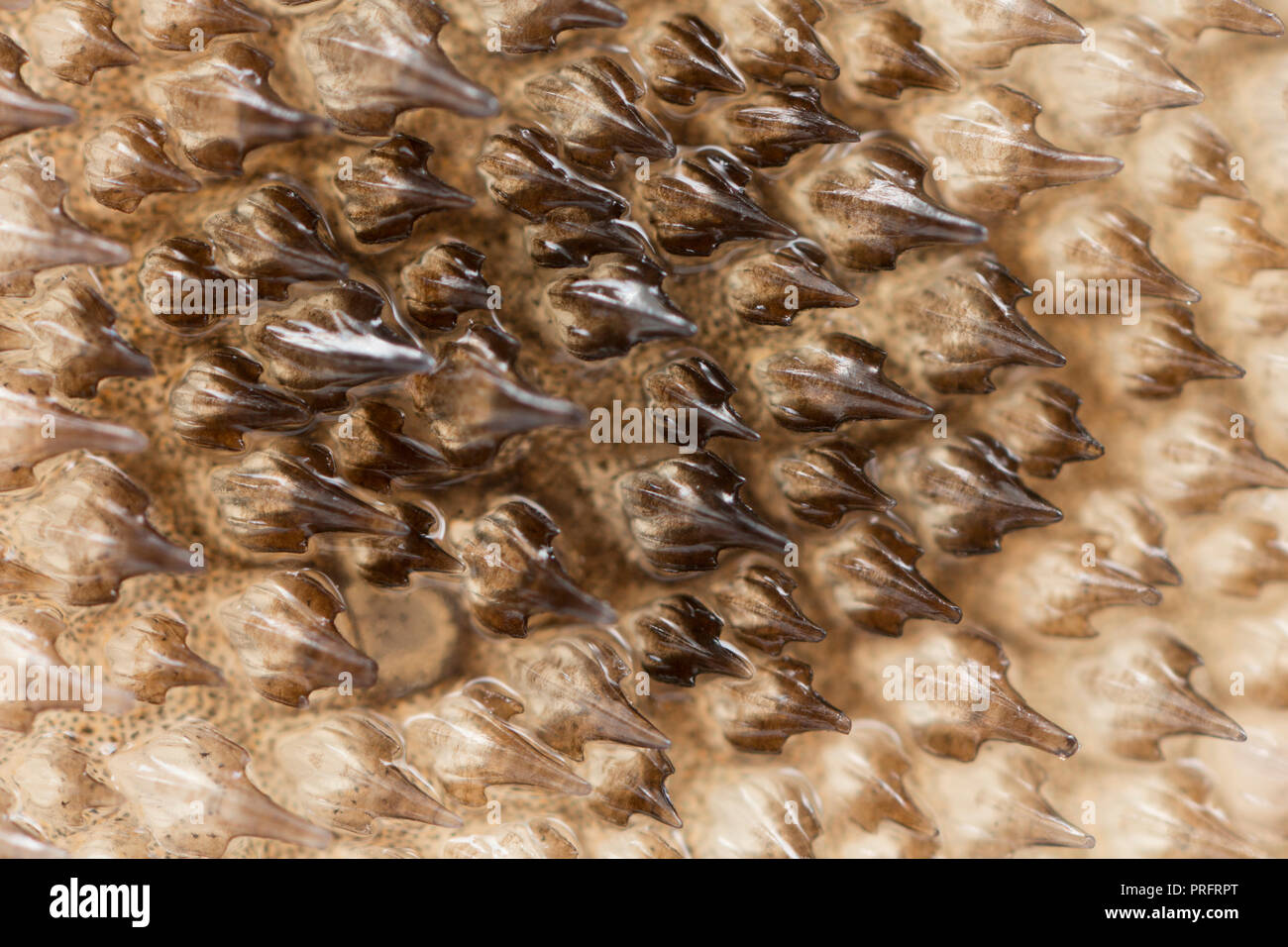 A close-up picture of the placoid scales, or dermal denticles, on the skin of a bull huss caught boat fishing on rod and line off the Dorset coast in  Stock Photo