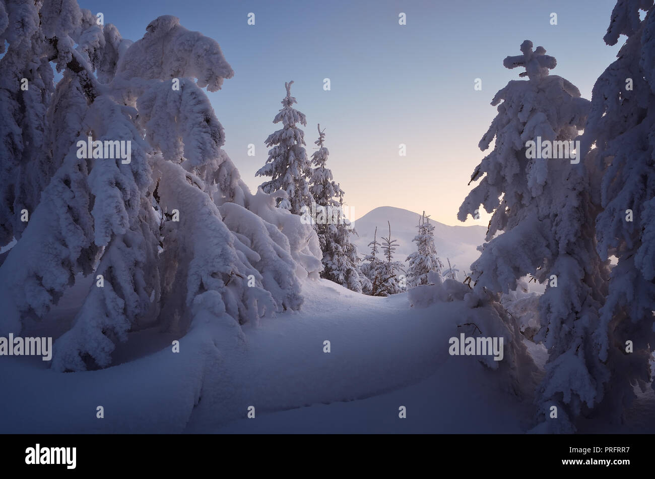 Snow scenic fir trees hi-res stock photography and images - Alamy
