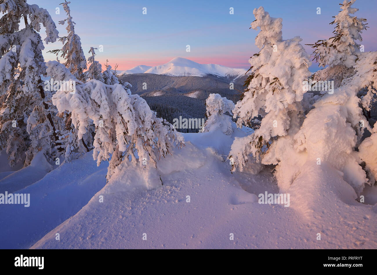 Christmas landscape. Winter forest in mountains. Fir under the snow. Beautiful snowdrifts Stock Photo