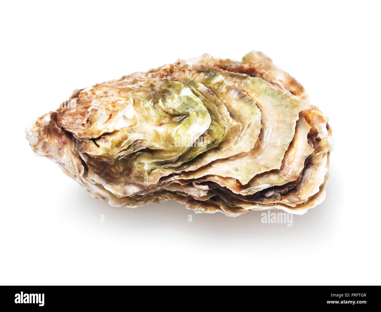 single oyster isolated on white background Stock Photo