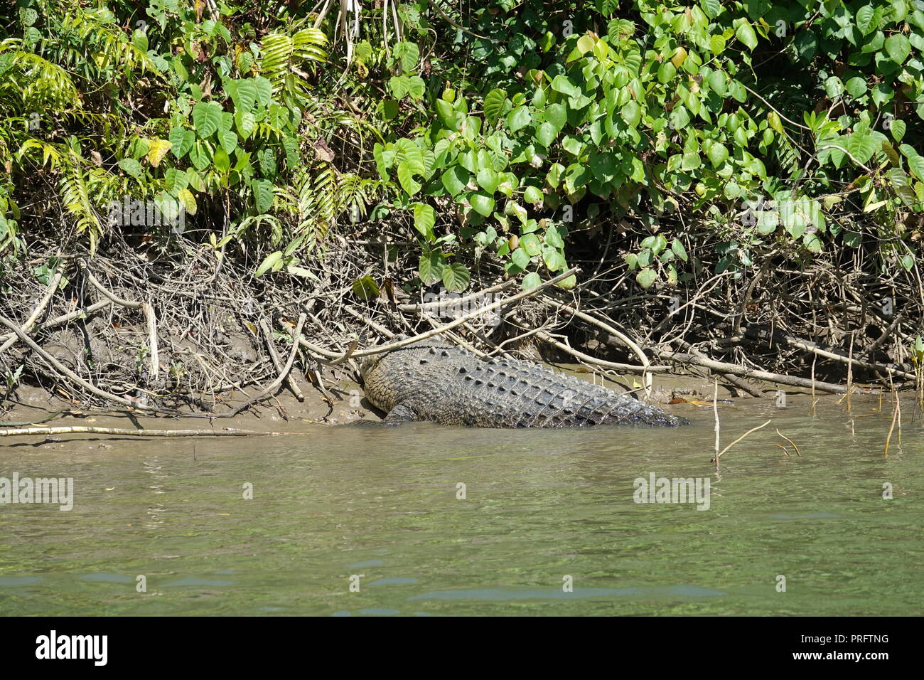 Saltwater crocodile, estuarine crocodile, Indo-Pacific crocodile, marine crocodile, sea crocodile, Crocodylus porosus, Daintree River, Far North Queen Stock Photo