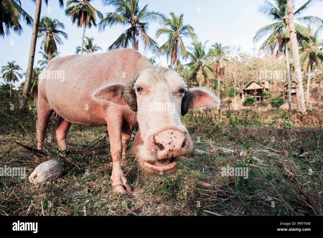 Pink water buffalo in Java, Indonesia Stock Photo