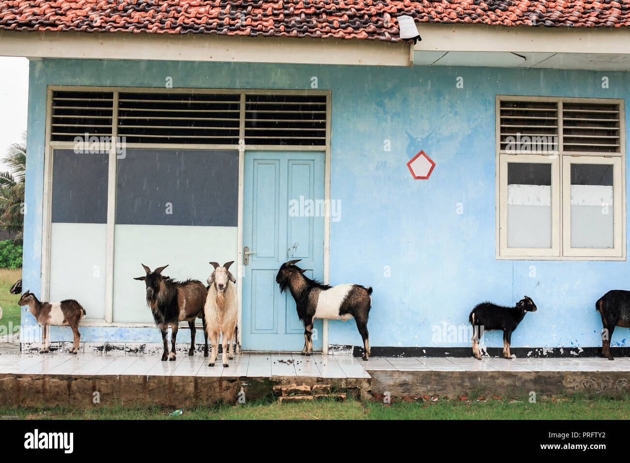 Herd of goats shelter from rain on porch of building in Java, Indonesia Stock Photo