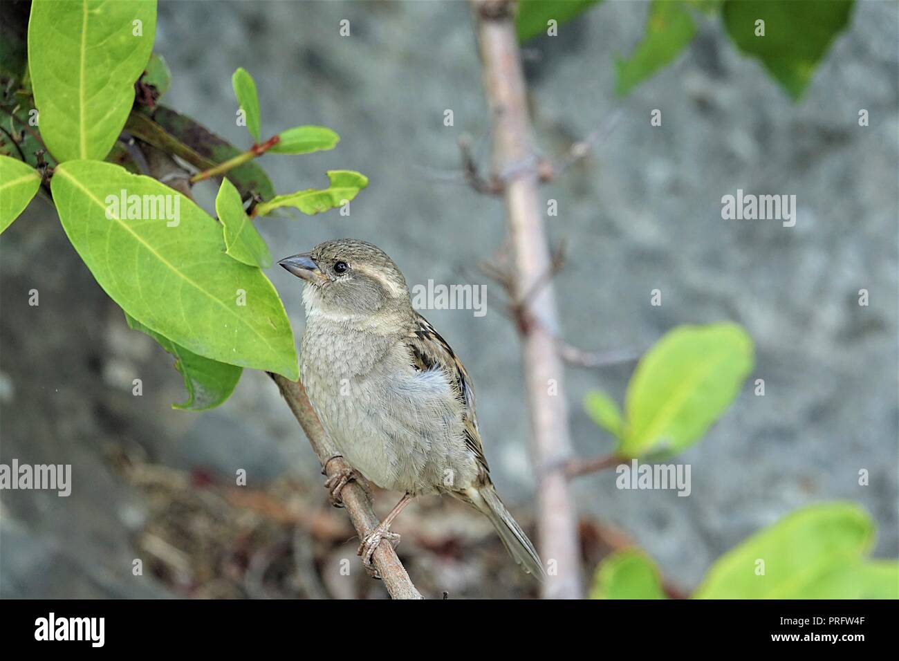 House sparrow, Passer domesticus, Passeridae, Port Douglas, Far North Queesland, Australia Stock Photo