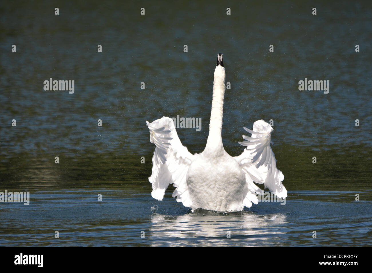 White Swan Dancing Stock Photo