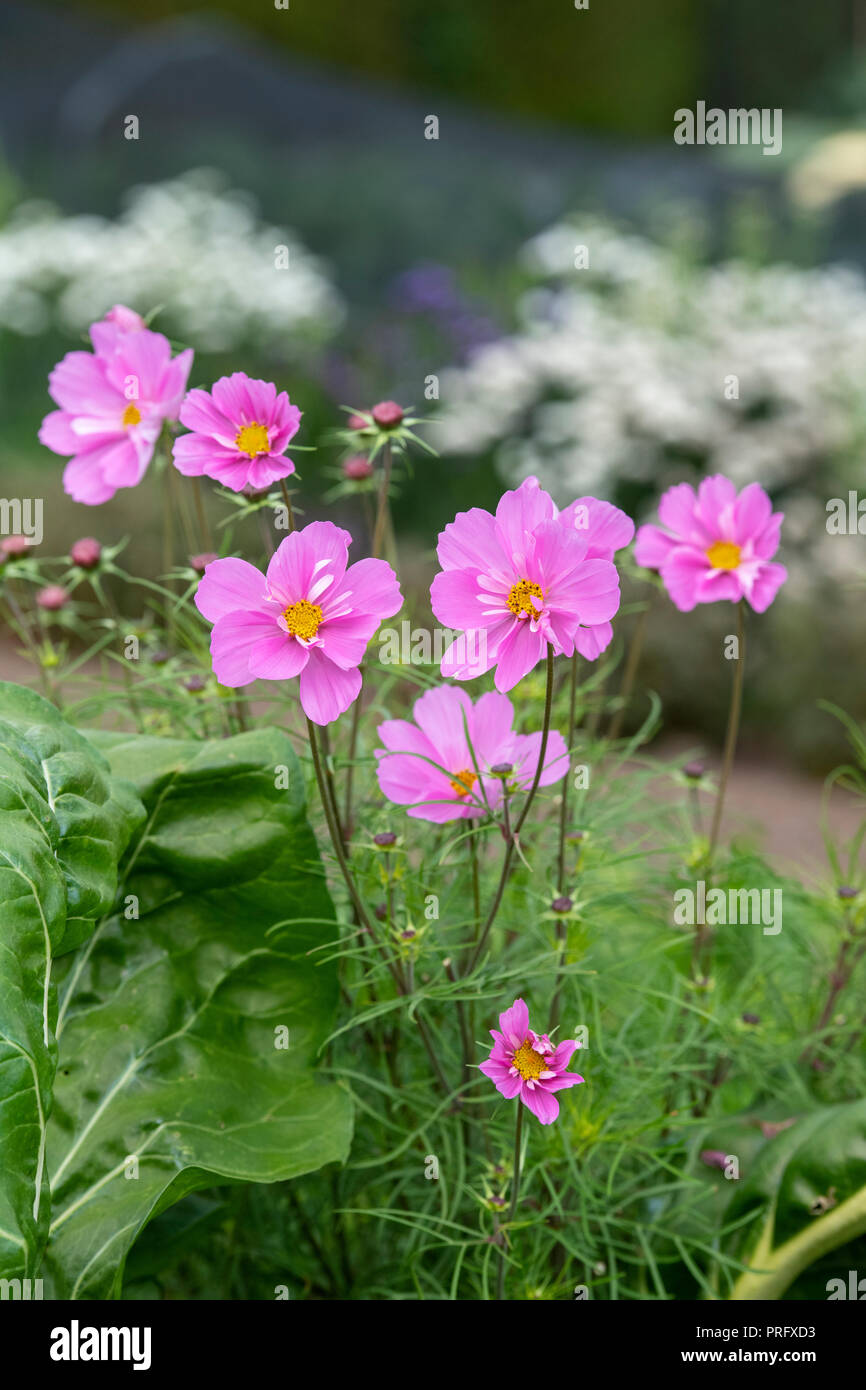 Cosmos ‘Hummingbird pink’ flower Stock Photo Alamy