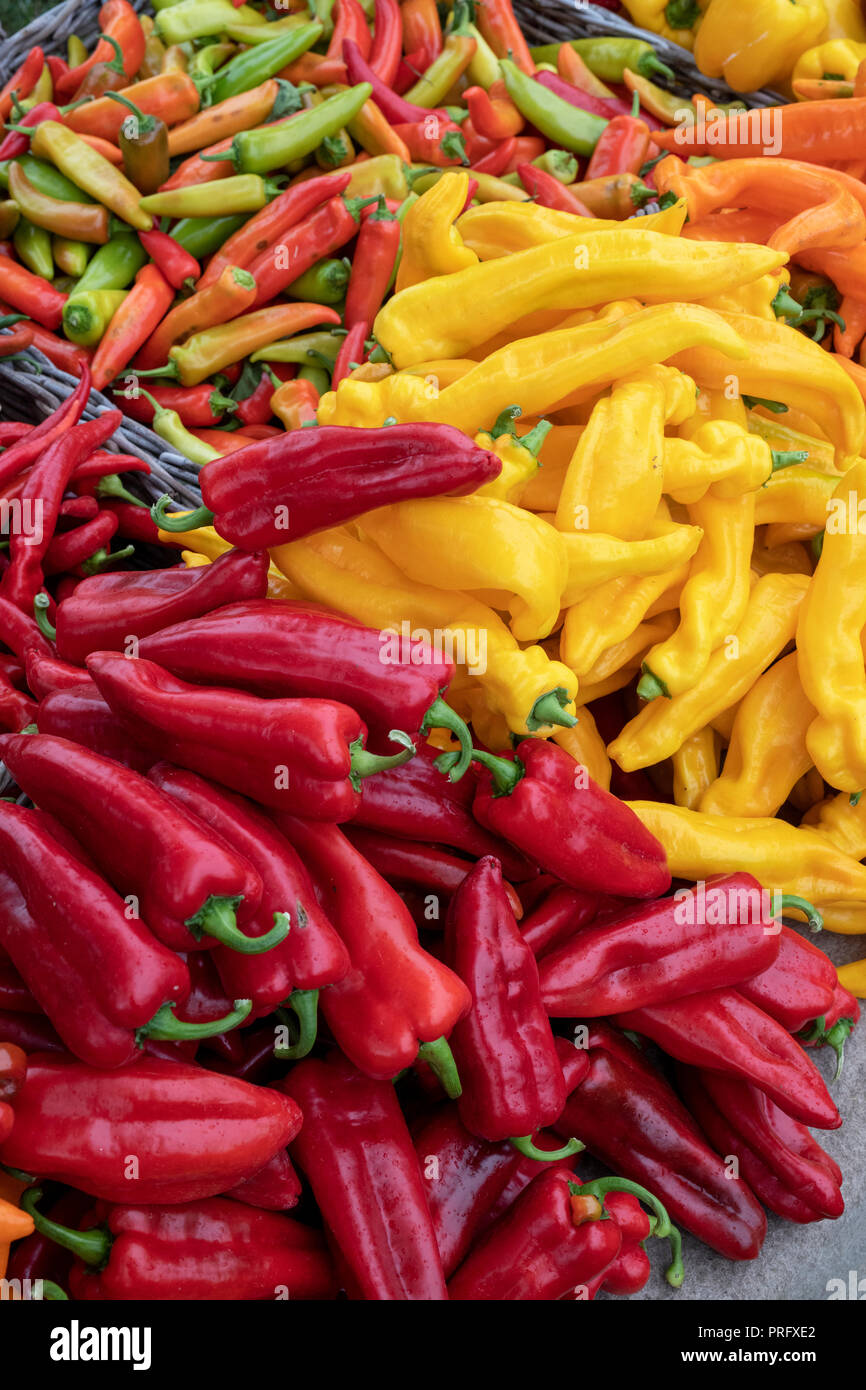 Peppers and chilis for sale at Daylesford Organic farm shop autumn festival. Daylesford, Cotswolds, Gloucestershire, England Stock Photo