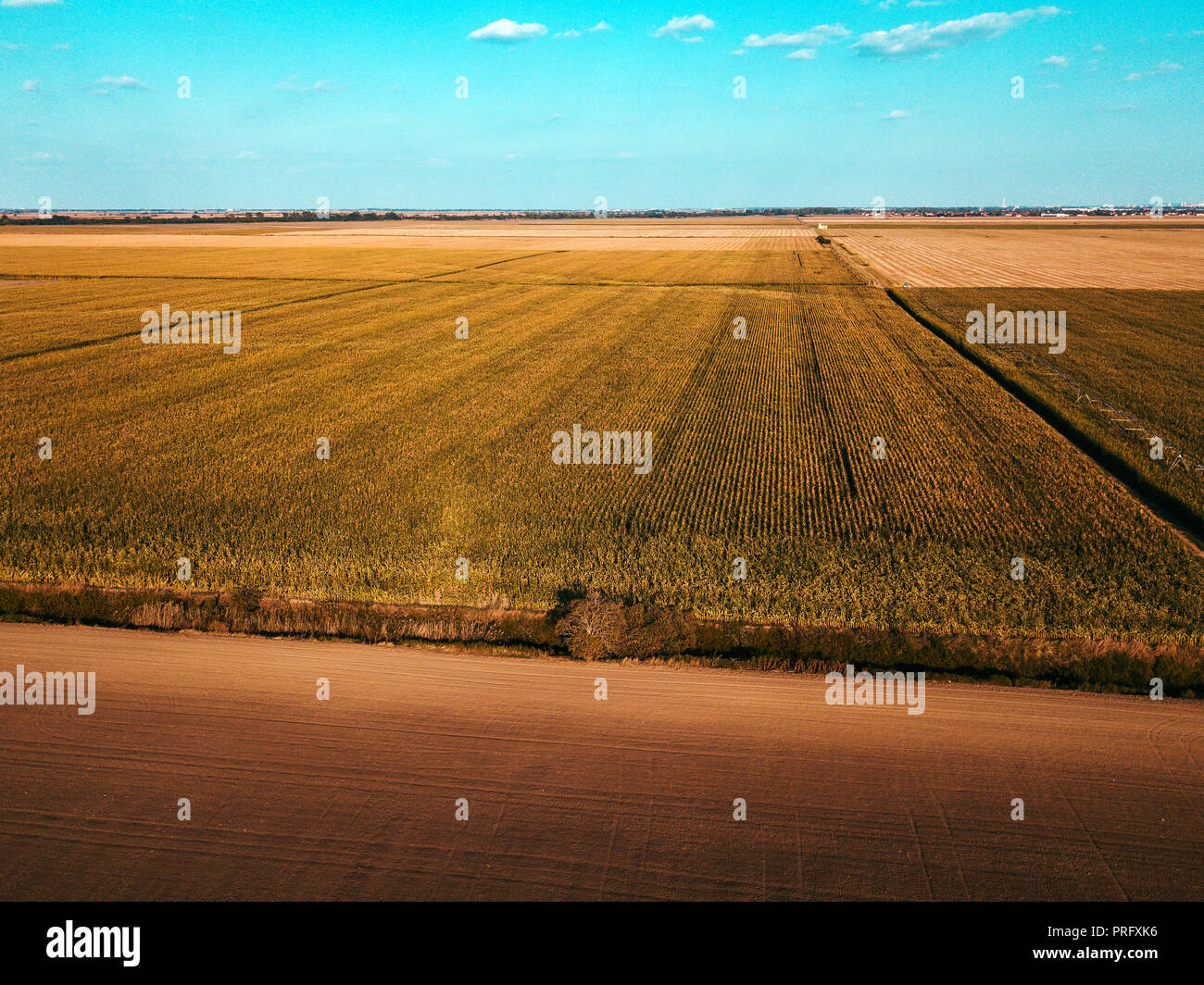 Aerial view of cultivated sweetcorn plantation from drone point of view Stock Photo