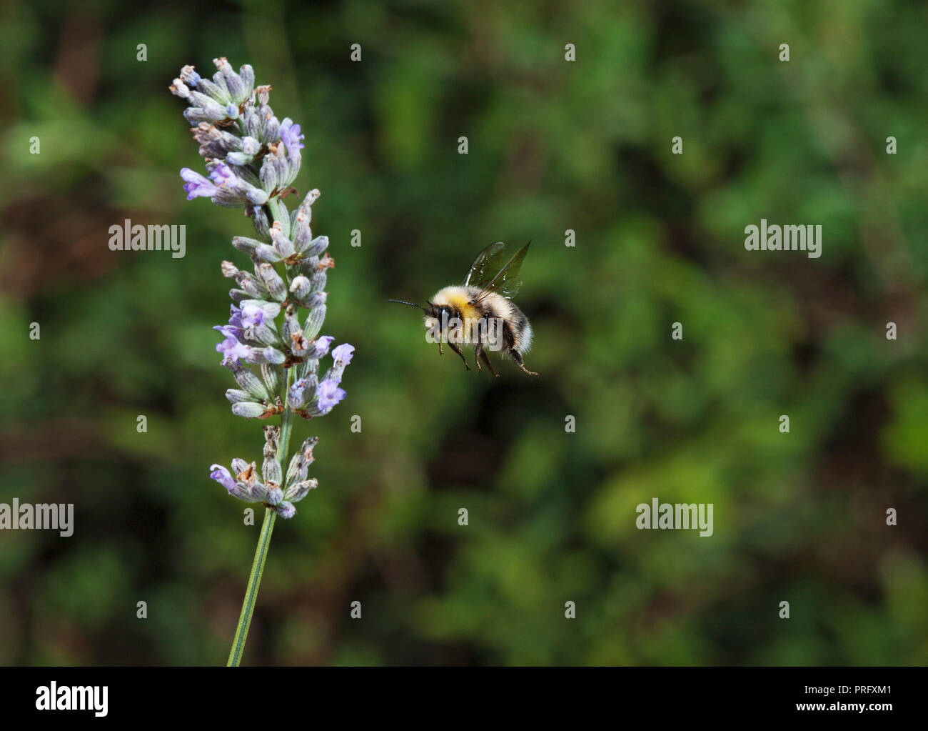 Bumble bee approaching lavender flower Stock Photo