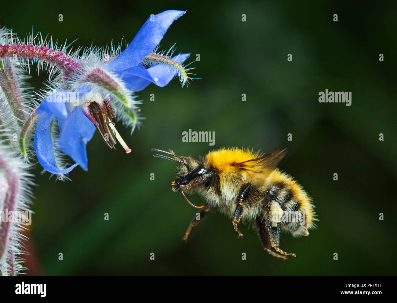 Common carder bumblebee approaching borage flower Stock Photo